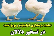 فیلم| صنعت مرغداری کهگیلویه و بویراحمد در تسخیر دلالان/ ارز دولتی پای چه کالاهایی رفت؟  <img src="/images/video_icon.png" width="11" height="10" border="0" align="top">