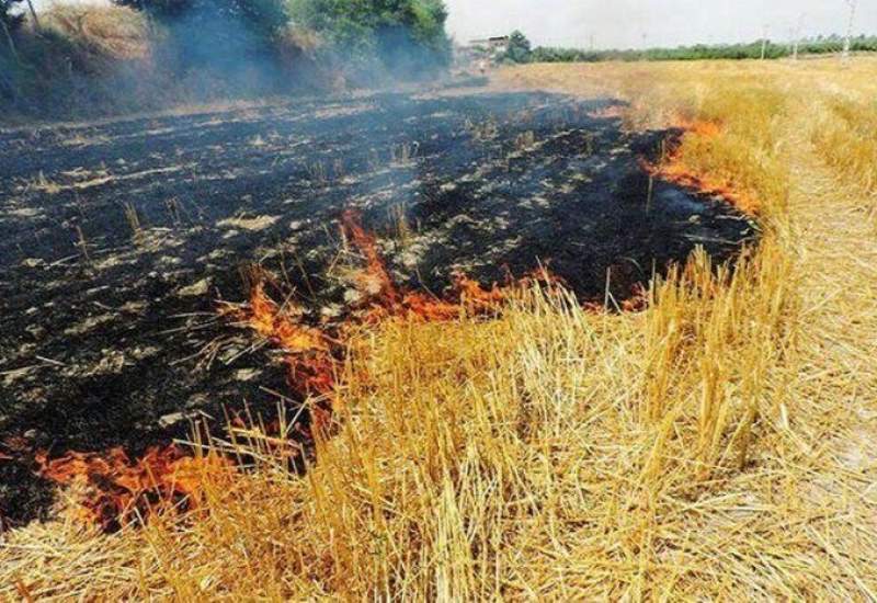 توضیحات فرماندار شهرستان کهگیلویه در پی آتش‌سوزی مزارع کشاورزی