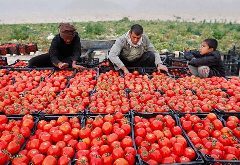 سرمایه‌هایی که در مزارع گچساران بر باد می‌روند؟ / لزوم چاره‌اندیشی اساسی