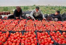 سرمایه‌هایی که در مزارع گچساران بر باد می‌روند؟ / لزوم چاره‌اندیشی اساسی