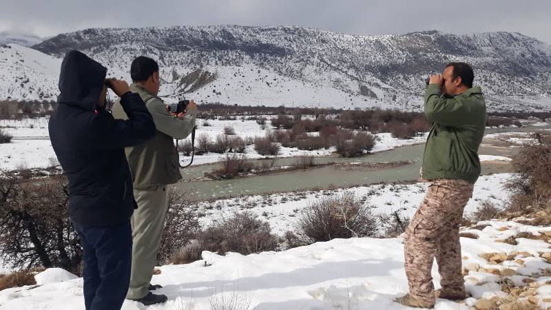 آغاز شمارش زمستانی پرندگان مهاجر در کهگیلویه وبویراحمد