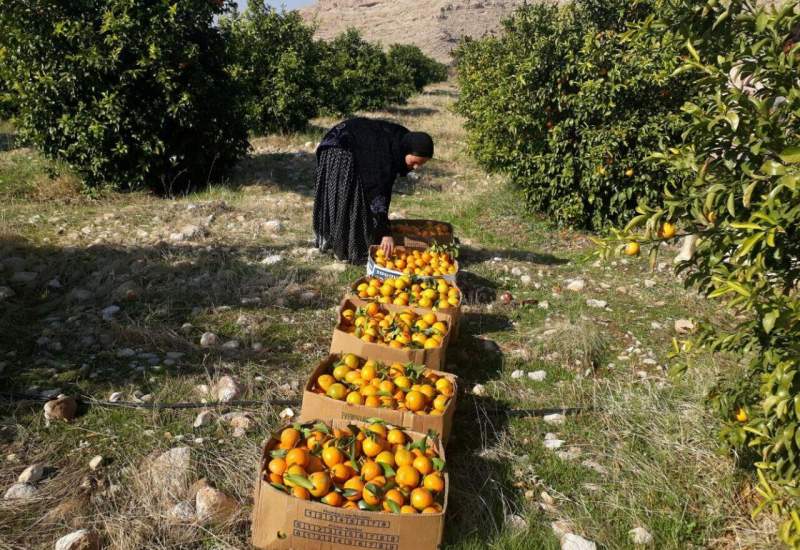 برداشت زمستانه باغ های مرکبات شهرستان کهگیلویه