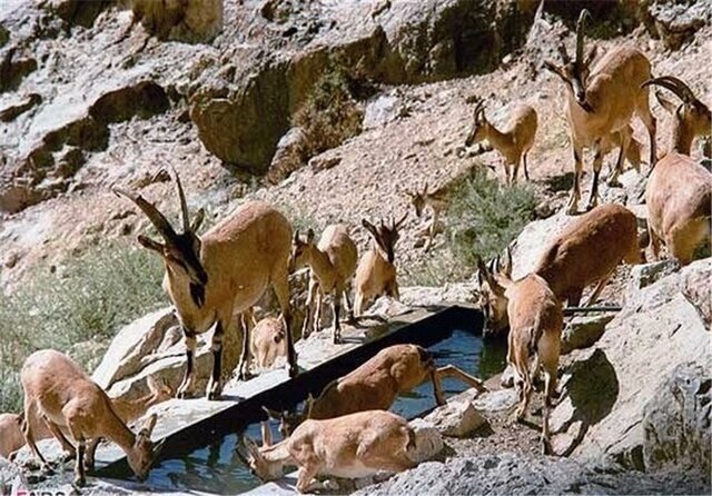 حیات وحش کهگیلویه و بویراحمد در روزهای دشوار تابستان؛