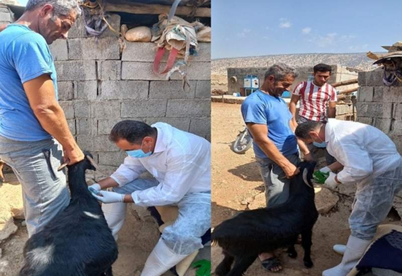 شیوع احتمالی بیماری بروسلوز در روستای باجره بهمئی