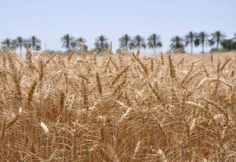 ۶۰ درصد مزارع دیم گچساران قابلیت برداشت ندارد