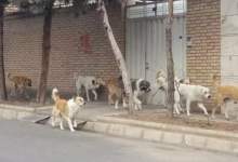 سگ‌های ولگرد و تعلل نهادهای متولی؛ بحران خاموش در یاسوج و گچساران / اگر کودکی آسیب ببیند و سلامت یک خانواده به خطر بیفتد، چه کسی مسئولیت می‌پذیرد؟