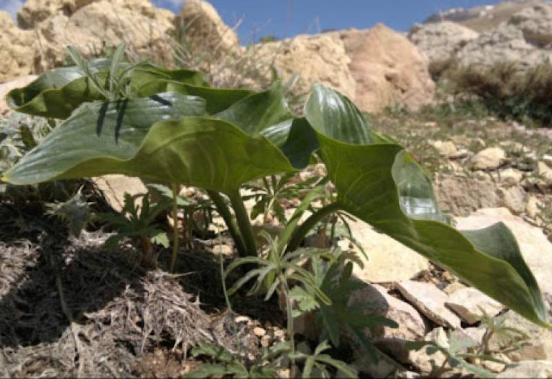 هشدار محیط زیست: سه گیاه دارویی گچساران در آستانه نابودی