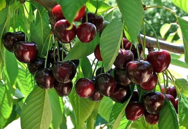 کاهش 15 درصدی تولید میوه‌های هسته‌دار در کهگیلویه و بویراحمد