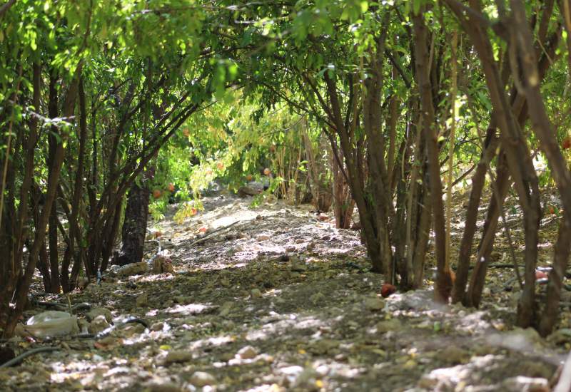 خشکسالی به جنگل های کوشک و تنگ تامرادی رسید