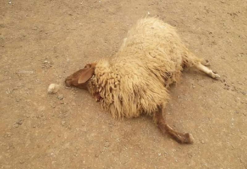 تلف شدن ۳۰ گوسفند و ۶ الاغ بر اثر مصرف آب آلوده در بجنورد