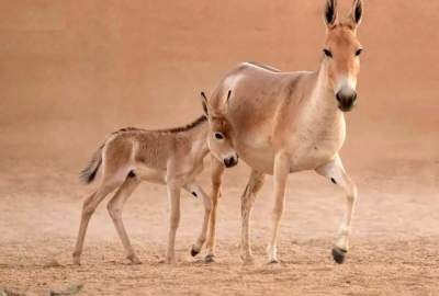 تصاویر؛ تولد نخستین کره‌خر در عربستان پس از یک قرن  