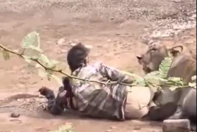 ۳۰ دقیقه وحشت؛ حمله شیر به یک مرد در هند  